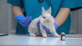 Stock-footage-nurse-giving-injection-to-helpless,-rabbit