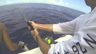 best fishing shark jupiter florida
