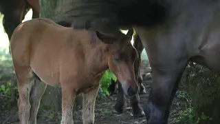 Prized Bosnian mountain horse breed saved from extinction