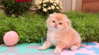 A Tiny Kitten went out for a Walk with her Mother Cat 😻