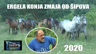 ERGELA KONJA ZMAJA OD SIPOVA NA PLANINI 2020