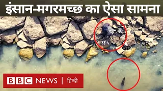 Crocodile Attack: Climate Change की वजह से यहां मगरमच्छ के हमले क्यों बढ़ गए? (BBC Hindi)