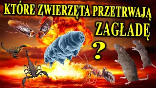 Koniec Ludzkości i co Dalej? Jak Będzie Wyglądało Życie po Zagładzie? Co Przetrwa?