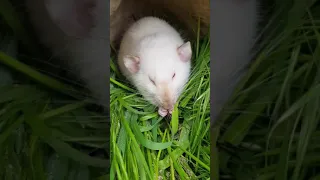 Крыса ест стрекозу