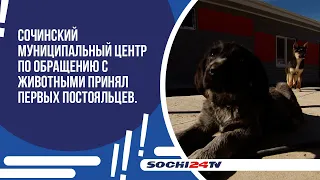 Сочинский муниципальный центр по обращению с животными принял первых постояльцев.