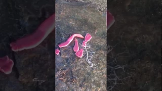 Pink ribbon worm shooting out goo
