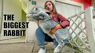 I Met the BIGGEST RABBIT in THE WORLD (In Mexico!)