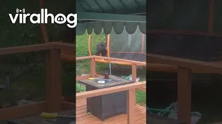 Black Bear Caught Playing On Connecticut Trampoline || ViralHog