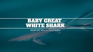 Baby Great White Shark Seen in Newport Beach, California by Whale Watching Boat