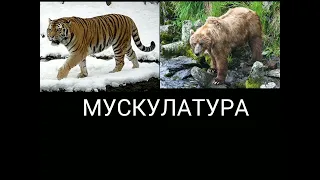 Амурский тигр против Медведь кадьяк