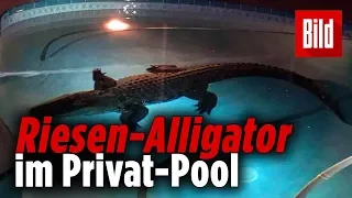 „Hilfe, da planscht ein Riesen-Krokodil im Pool“