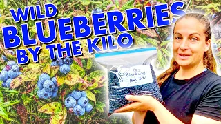 THOUSANDS OF ACRES OF BLUEBERRIES - Our Annual Wild Blueberry Picking Adventure In Northern Ontario