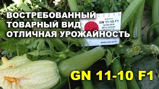 Кабачок GN 11-10 F1. Востребованный товарный вид, отличная урожайность