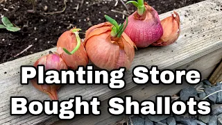 Planting Shallots From The Grocery Store