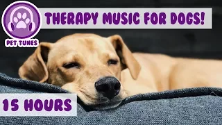 How to Relax my Dog in my House! New Calming Music Has Helped Over 4 Million Pets - Pet Therapy