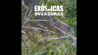 Impactos Económicos de las especies exóticas invasoras en Argentina - Capítulo 6