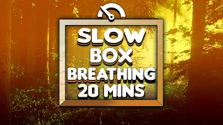 Guided Box Breathing (Slow Counts) | 20 Minutes