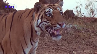Tiger (Chota Matkasur) gets angry and growls as jeep hits a stone in Tadoba Tiger Reserve (TATR)