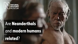 Are Neanderthals and modern humans related? | Natural History Museum