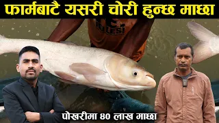 पोखरीबाटै चोरी हुन्छ माछा, जिल्लाकै पहिलो व्यवसायिक फार्मको कथा - Fish farming