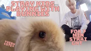 Stray Kids playing with bunnies