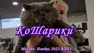 Москва. Ноябрь 2022. ВДНХ. Выставка-продажа котят "КоШарики".