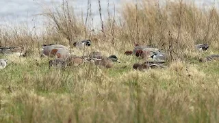 American Wigeon | Amerikansk bläsand | Mareca americana – 2024-03-16