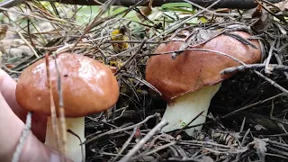 За грибами. Маслята нашел и немного шампиньонов.