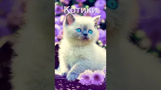 С днём рождения моего котика