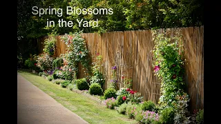 Spring Blossoms at the Yard