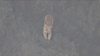 Mountain lion thought to have left Haystack Rock