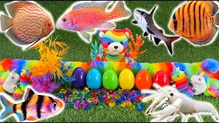Rainbow aquarium colorful eggs surprise, lobster, koi, cichlid, betta fish, butterfly fish, discus