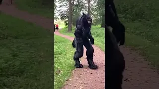 Dogs react to huge Werewolf costume!