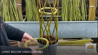 Creating a living willow harlequin tree - Musgrove Willows