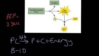 ATP - PC System