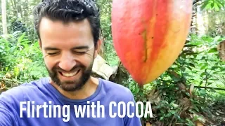 LOOKING FOR RIPE COCOA PODS! NOT EASY VLOG 41