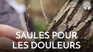 Le saule, un anti-douleur naturel