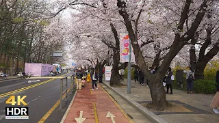 Seoul's Best Spring Place Cherry Blossom Festival in Yeouido | Korea Travel 4K HDR