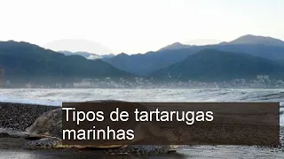 Tipos de tartarugas marinhas: características e fotos