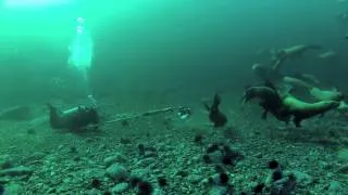 Diving with sea lions in the Great Bear Rainforest