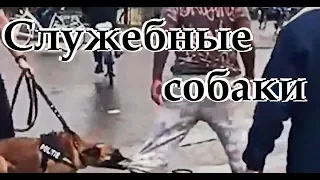 Гоблин - Про служебных полицейских собак