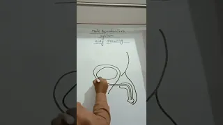 💥Draw male Reproductive system 💥 in one minut|easy diagram