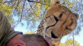 African Cheetah Shows Love | Big Cat Purrs & Grooms Volunteer Neck & Head Scalp At Rescue Center
