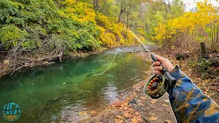 Fishing for Big Brown Trout: Should you fish during Spawn?