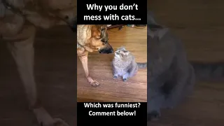 THIS is why you DON'T MESS with Cats