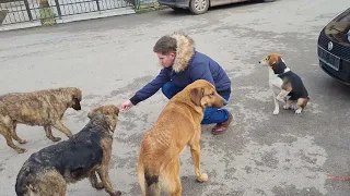 Giving Food and Water to Hungry Stray Dogs in Serbia