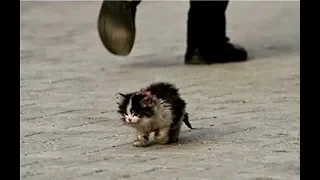 Hastalıklı Görünüyor Diye Kimse Bu Kediye Dokunmak İstemedi, Ancak Bir Adam Bunu Yaptı