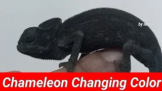 Chameleon Changing Color | Third Chameleon Caught In The Garden