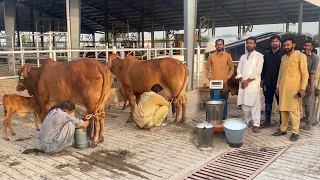 Full Milking of Super Sahiwal Cows at Sheikh Ismail Dairy Farm