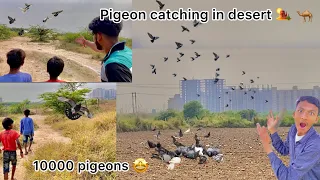 khet🌾 me mile safed kabutar 😍!! Catching white pigeons from wild pigeons 🕊